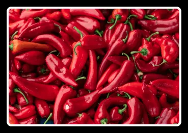 Capsaicin ingredient represented by red peppers