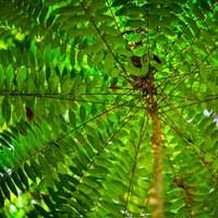 Chrysin source plant