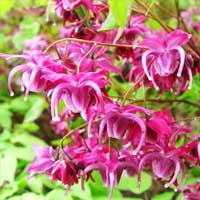 Epimedium horny goat weed flowering plant