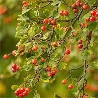 Chinese Hawthorn berries on the branch