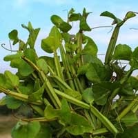 Tongkat Ali (Long Jack) plant