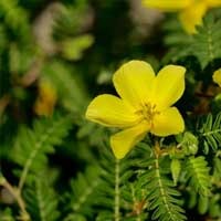 Tribulus Terrestris yellow flower