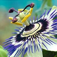 Winged Treebine plant