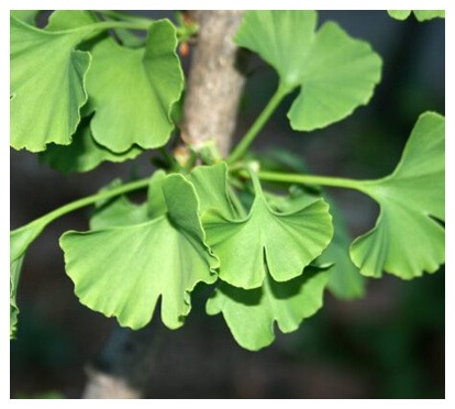 Ginkgo Biloba leaves — circulation support ingredient