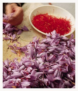 Saffron threads from crocus flowers