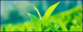 Fresh green tea leaves — source of EGCG