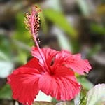 Hibiscus flower