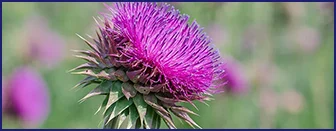 Milk thistle flower