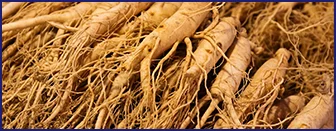 Panax Ginseng roots