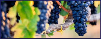 Red grapes on the vine — source of resveratrol