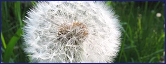Dandelion flower