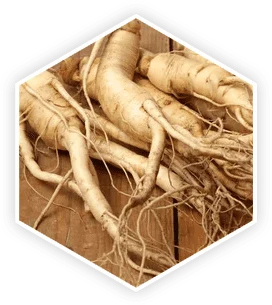 Korean Panax Ginseng roots