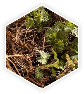 Nettle root and leaves
